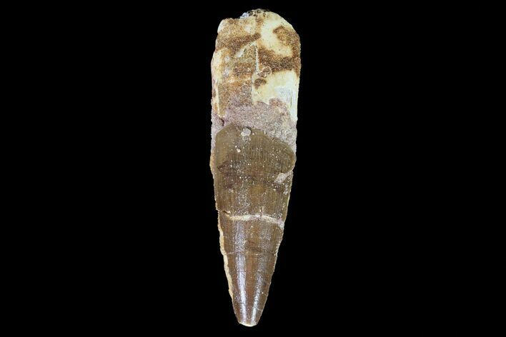 Bargain, Spinosaurus Tooth - Composite Tooth #71593